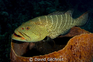 Grouper hovering over basket sponge in the waters of the ... by David Gilchrist 
